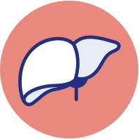 liver